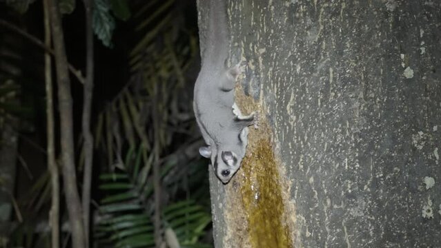 a side view shot of a sugar glider feeding on a rainforest tree on a winter night at lake eacham in nth qld, australia