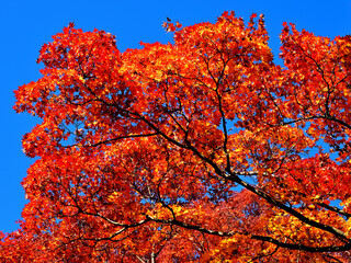 Autumn leaves around Lake Yamanaka