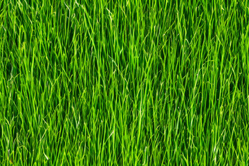 Obraz premium green grass background created using Generative AI