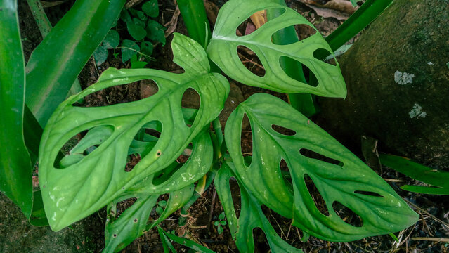 Swiss cheese plant or janda bolong. Green grass in a garden