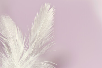 white feather on purple background