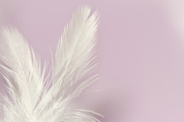 Obraz premium white feather on purple background
