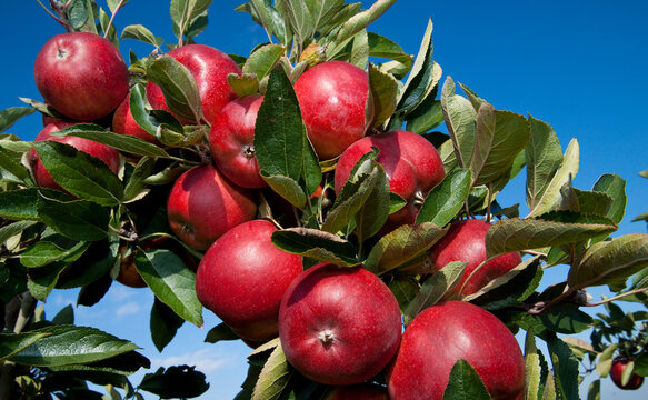 Close-up of red apples hanging from apple tree, Germany