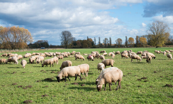 Scenic view of sheep grazing in pasture, Edenkoben, Rhineland-Palatinate, Germany