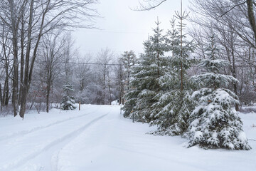 snow covered tree road, storm holiday season landscape 