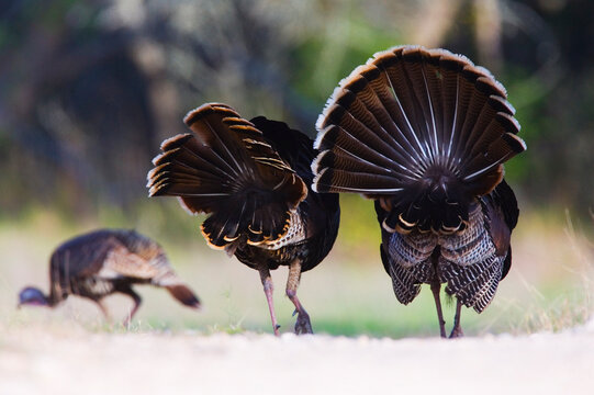 Male Rio Grande Wild Turkeys Following Female