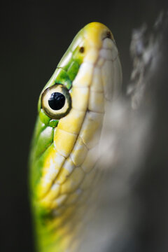 Green Tree Snake
