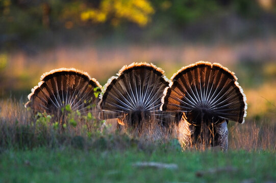 Rio Grande Wild Turkeys