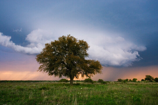 Thundercloud and Oak Tree in Field, Texas, USA