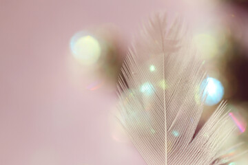  abstract background with white feather