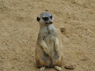 Fototapeta premium Meerkat, with the poses for the camera