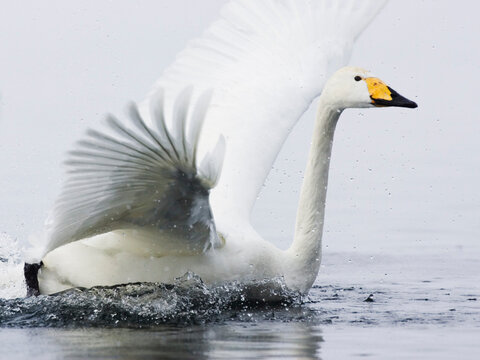 Whooper Swan Landing in Water