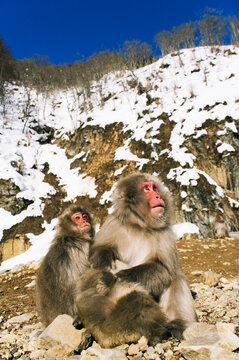 Portrait of Japanese Macaques
