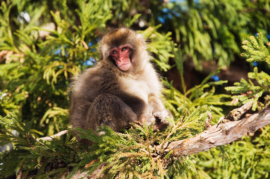 Japanese Macaque in Tree