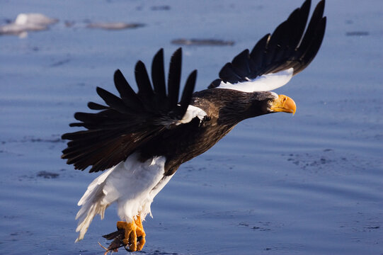 Steller's Sea Eagle Hunting, Nemuro Channel, Rausu, Hokkaido, Japan
