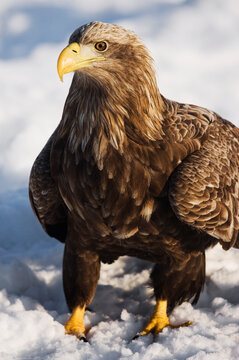 White-tailed Eagle, Shiretoko Peninsula, Rausu, Hokkaido, Japan