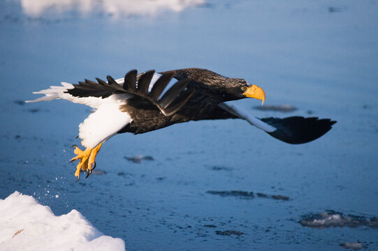 Steller's Sea Eagle, Shiretoko Peninsula, Hokkaido, Japan
