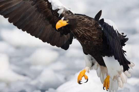 Steller's Sea Eagle on Ice Floe, Nemuro Channel, Hokkaido, Japan