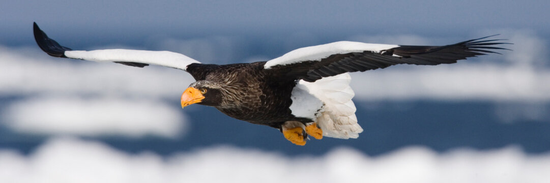 Steller's Sea Eagle in Flight, Nemuro Channel, Hokkaido, Japan