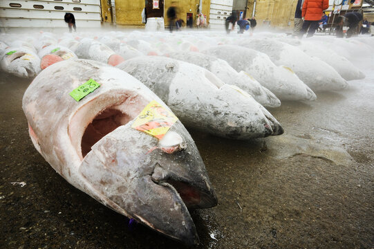 Tuna Fish at Fish Market, Tokyo, Japan