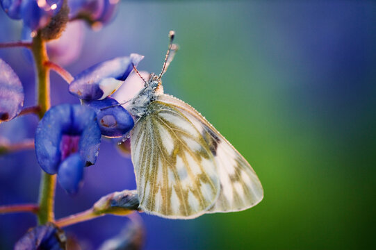 Skipper on Bluebonnet, Texas Hill Country, Texas, USA
