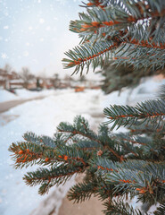 christmas tree with snow