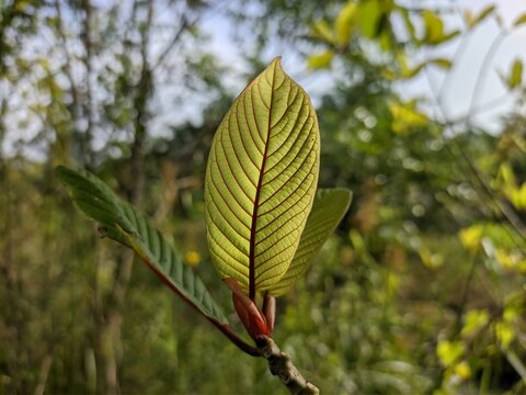 kratom leaf (mitragyna speciosa) in the morning