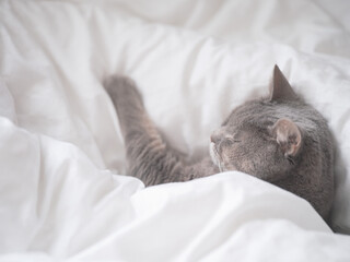 眠る猫