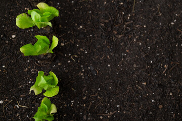 Romaine lettuce seedlings row. green vegetables seedling.Gardening and agriculture. Lettuce plant set on the ground close-up.Growing pure bio vegetables in your own garden.