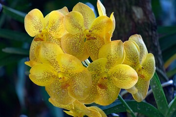 Fototapeta premium yellow orchid flower