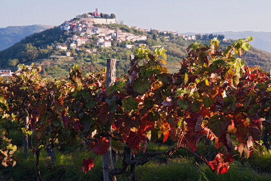 Vineyard in Motovun, Istria, Croatia