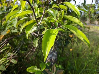 agarwood leaves (aquilaria malaccensis) in the morning