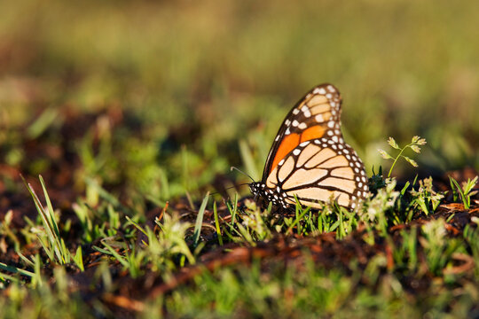 Monarch Butterfly in Grass, El Rosario Monarch Butterfly Reserve, Michoacan, Mexico