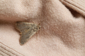 Paradrina clavipalpis moth on color sweater, top view. Space for text