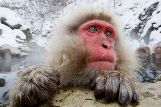 Close-up of Japanese Macaque, Jigokudani Onsen, Nagano, Japan