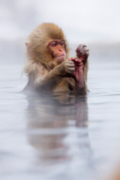 Young Japanese Macaque Playing with it's Foot in Jigokudani Onsen, Nagano, Japan