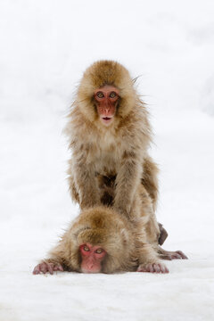 Japanese Macaques, Jigokudani Onsen, Nagano, Japan