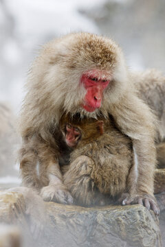 Mother and Young Japanese Macaques, Jigokudani Onsen, Nagano, Japan