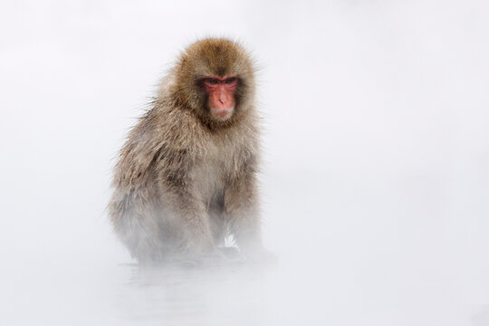 Portrait of Japanese Macaque, Jigokudani Onsen, Nagano, Japan