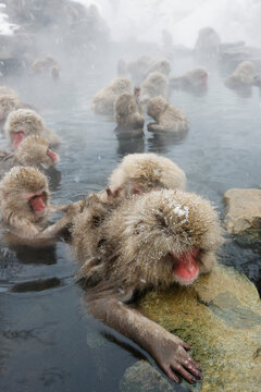 Japanese Macaques in Jigokudani Onsen, Nagano, Japan