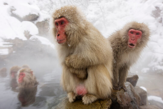 Japanese Macaques in Jigokudani Onsen, Nagano, Japan
