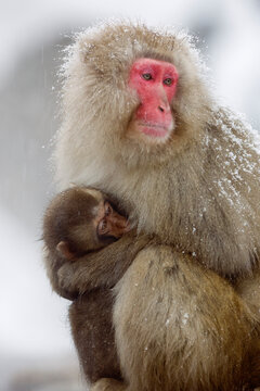 Mother and Young Japanese Macaques, Jigokudani Onsen, Nagano, Japan