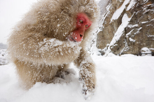 Japanese Macaque Foraging for Food, Jigokudani Onsen, Nagano, Japan