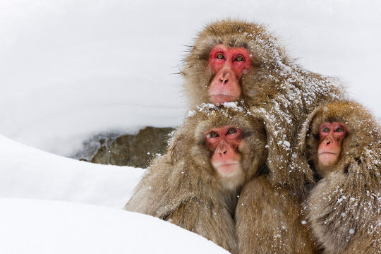 Portrait of Japanese Macaques, Jigokudani Onsen, Nagano, Japan