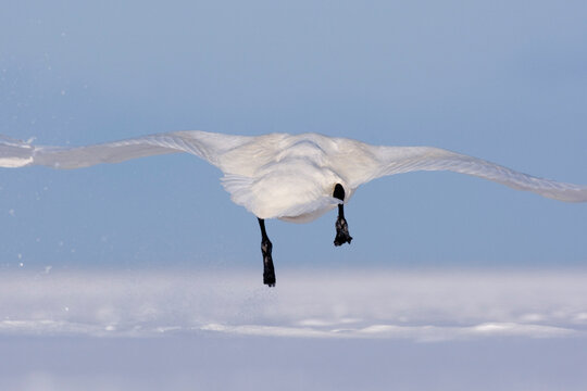 Whooper Swan in Flight, Shiretoko Peninsula, Hokkaido, Japan