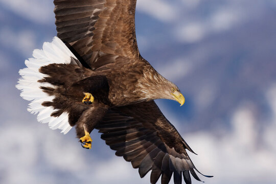 White-tailed Eagle in Flight, Nemuro Channel, Shiretoko Peninsula, Hokkaido, Japan
