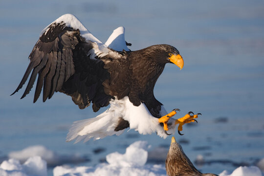 Steller's Sea Eagle, Nemuro Channel, Shiretoko Peninsula, Hokkaido, Japan