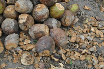 Cut coconuts are thrown to the ground