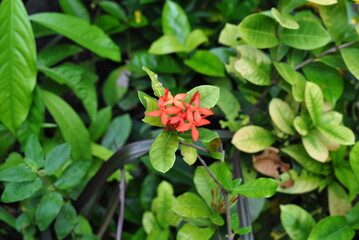 Ixora red