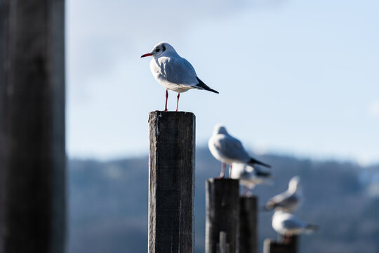 Lachm&ouml;we im Schlichtkleid geniessen die Sonne am Steg in Greifensee, Bezirk Uster, Kanton Z&uuml;rich, Schweiz. Januar